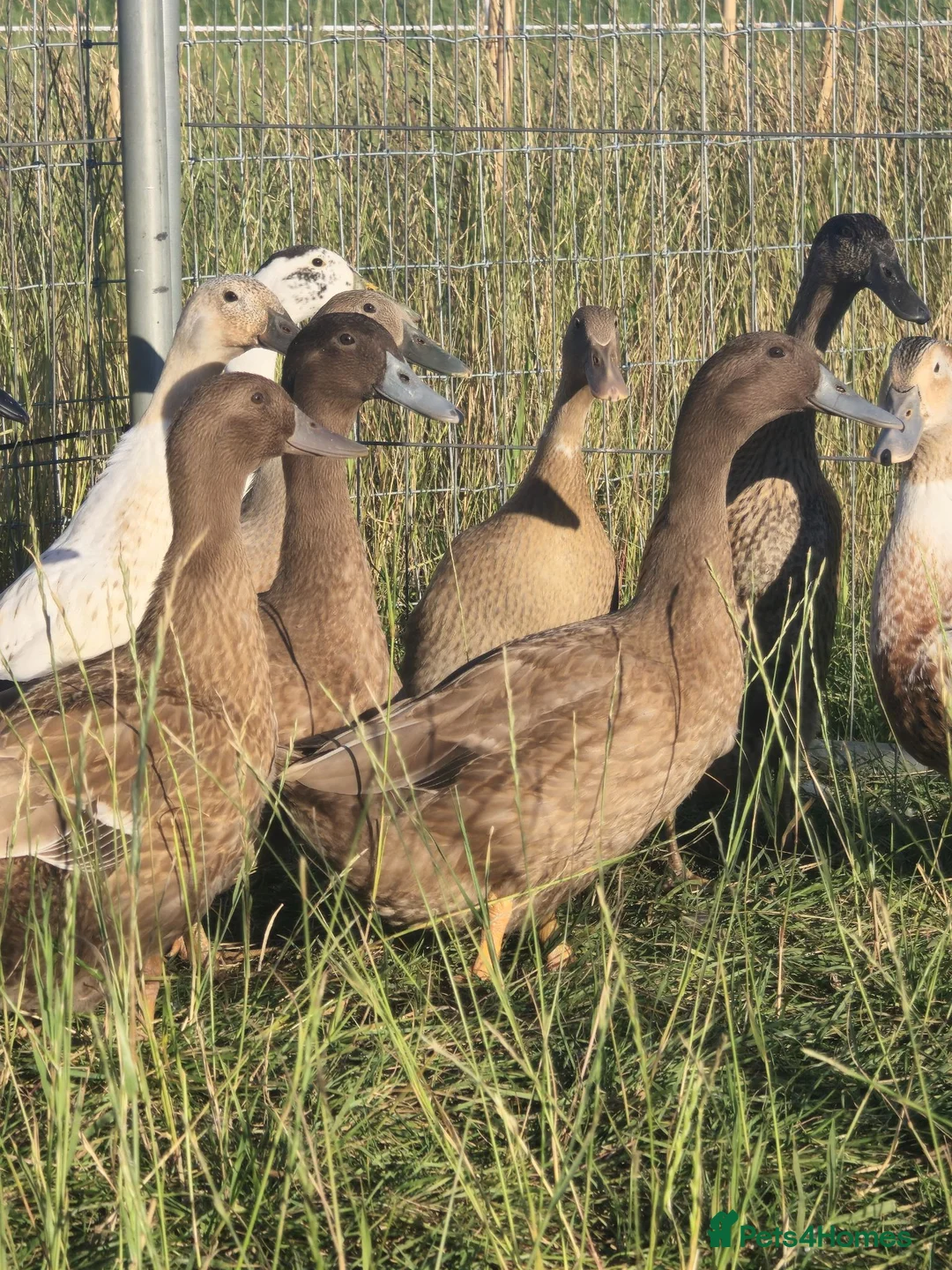 Ducks poultry for sale:  Ducklings Indian Runner Khaki Campbell Appleyard - Advert 13