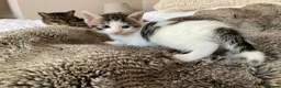 Domestic Shorthair cats for sale: Beautiful kittens ready in 5 weeks - Advert 23