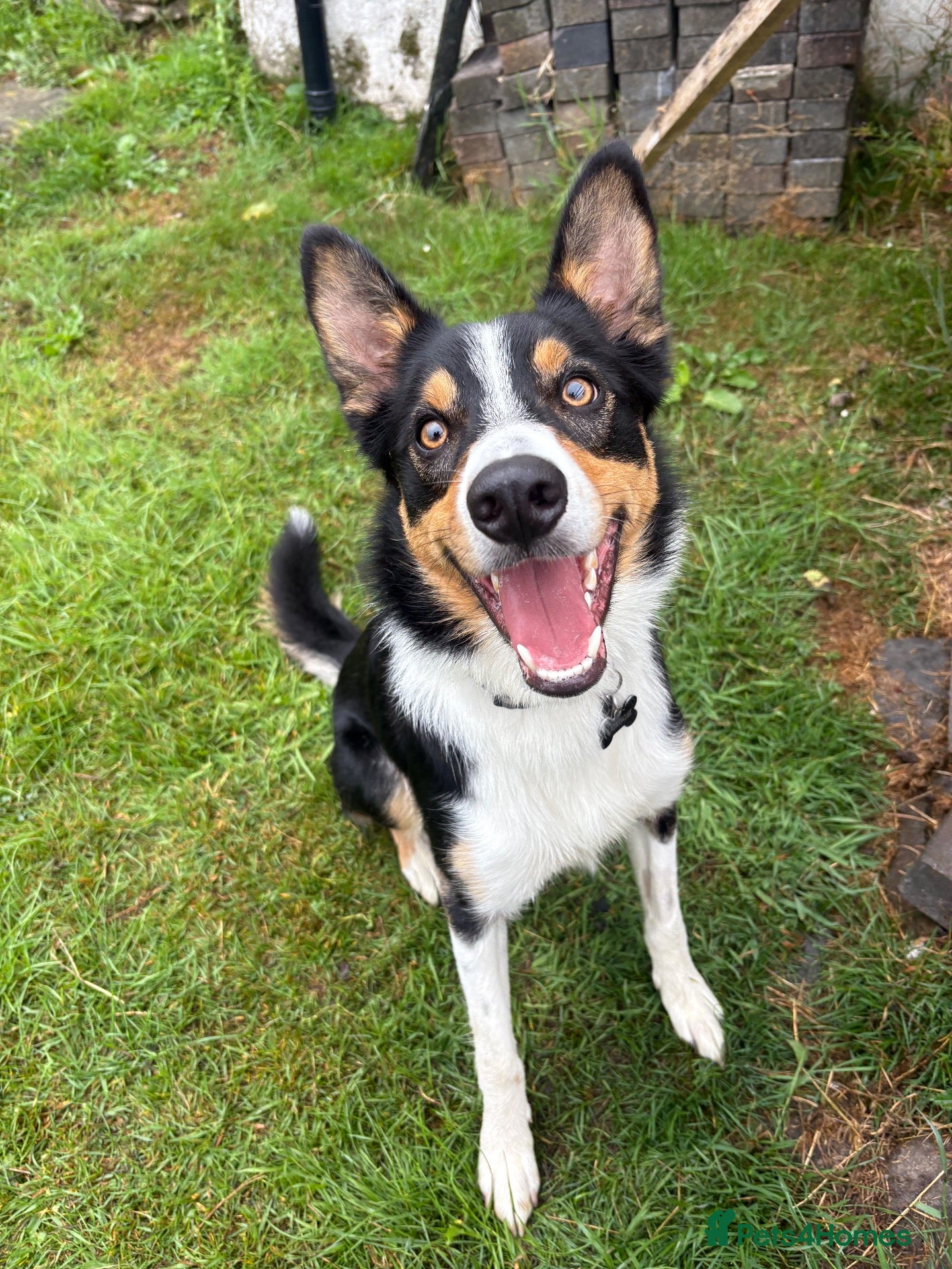 Border Collie dogs Rehome our border collie - Advert 9