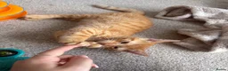 Mixed Breed cats for sale: Sister Kittens (together if possible)  - Advert 4