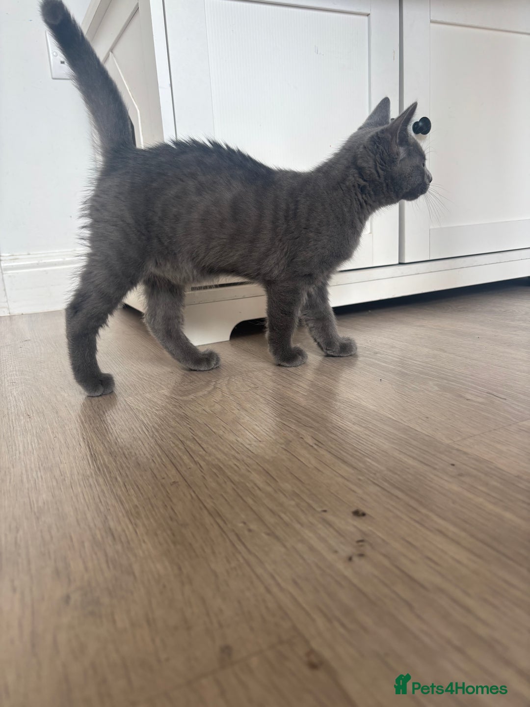 Bengal cats for sale: Two Bengal blue/melanistic kittens - Image 6