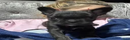 French Bulldog dogs for sale: Female French bull dog 8 months  - Advert 4