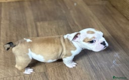 English Bulldog dogs for sale: English bulldogs  - Image 10