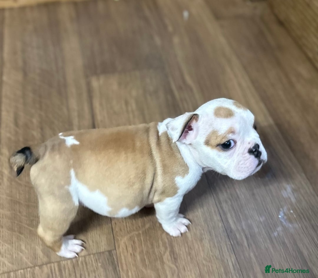 English Bulldog dogs for sale: English bulldogs  - Image 10