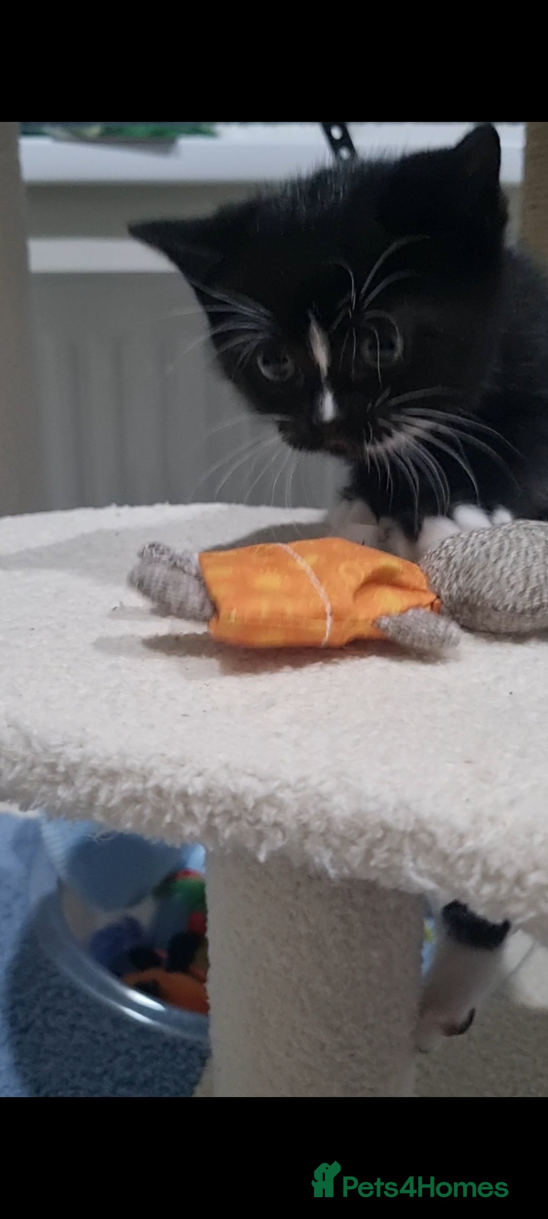 Scottish Fold cats for sale: 2 Scottish Fold Kittens. ( Girls ) - Image 3
