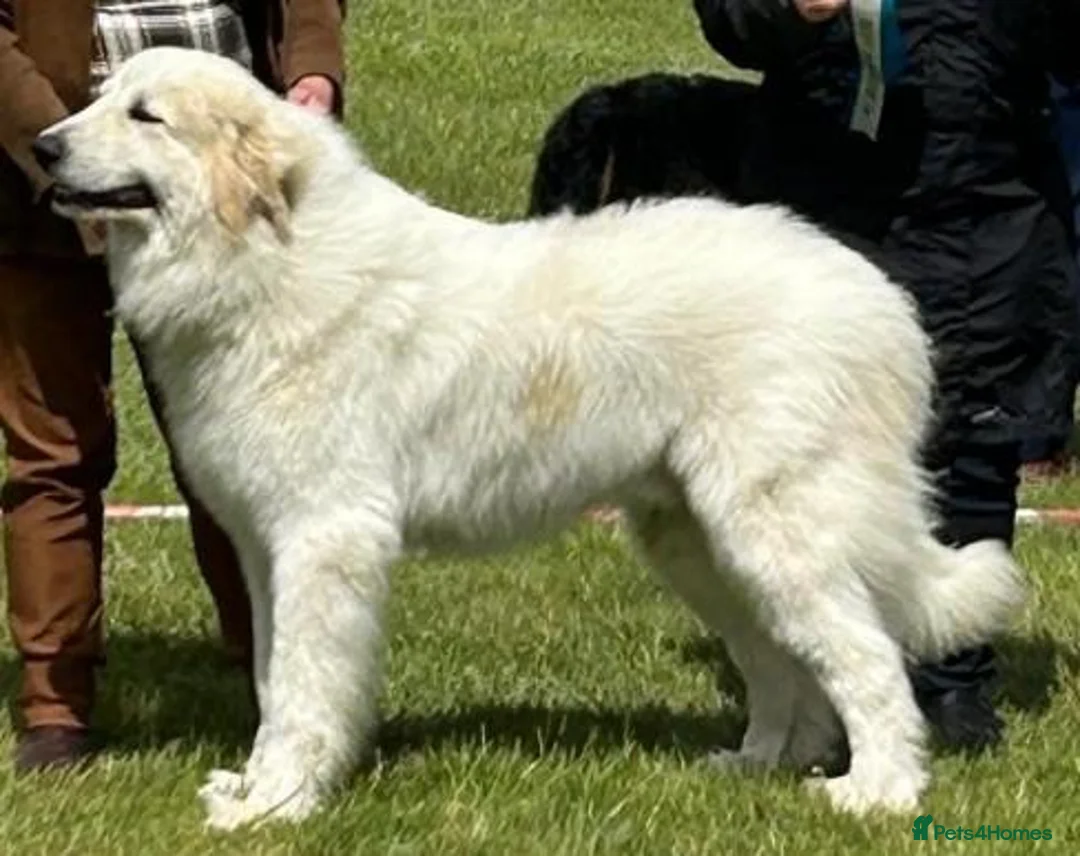 Pyrenean Mountain Dog dogs for sale: 3 bitches and 1 dog available, home reared litter in Weston-super-Mare - Advert 36