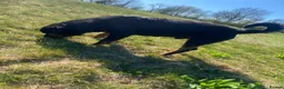 Rottweiler dogs for stud: Stunning KC male Rottweiler for stud  - Advert 3