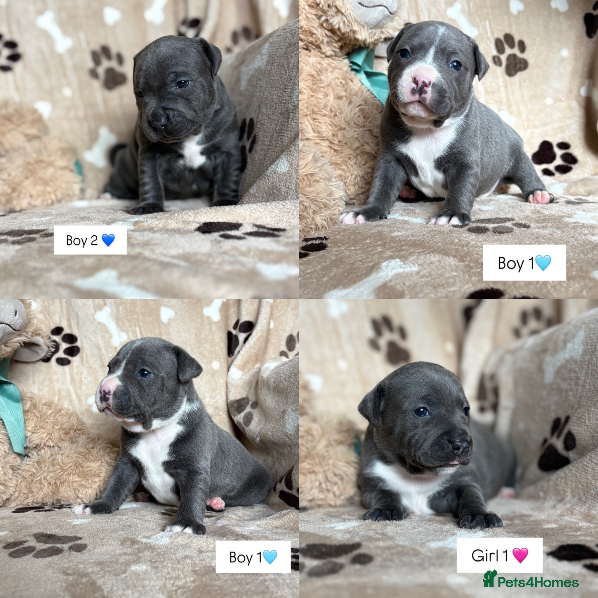 Staffordshire Bull Terrier dogs Blue & White KC Staffordshire Bull Terrier Puppies - Advert 1