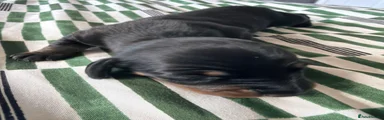 Miniature Dachshund 6