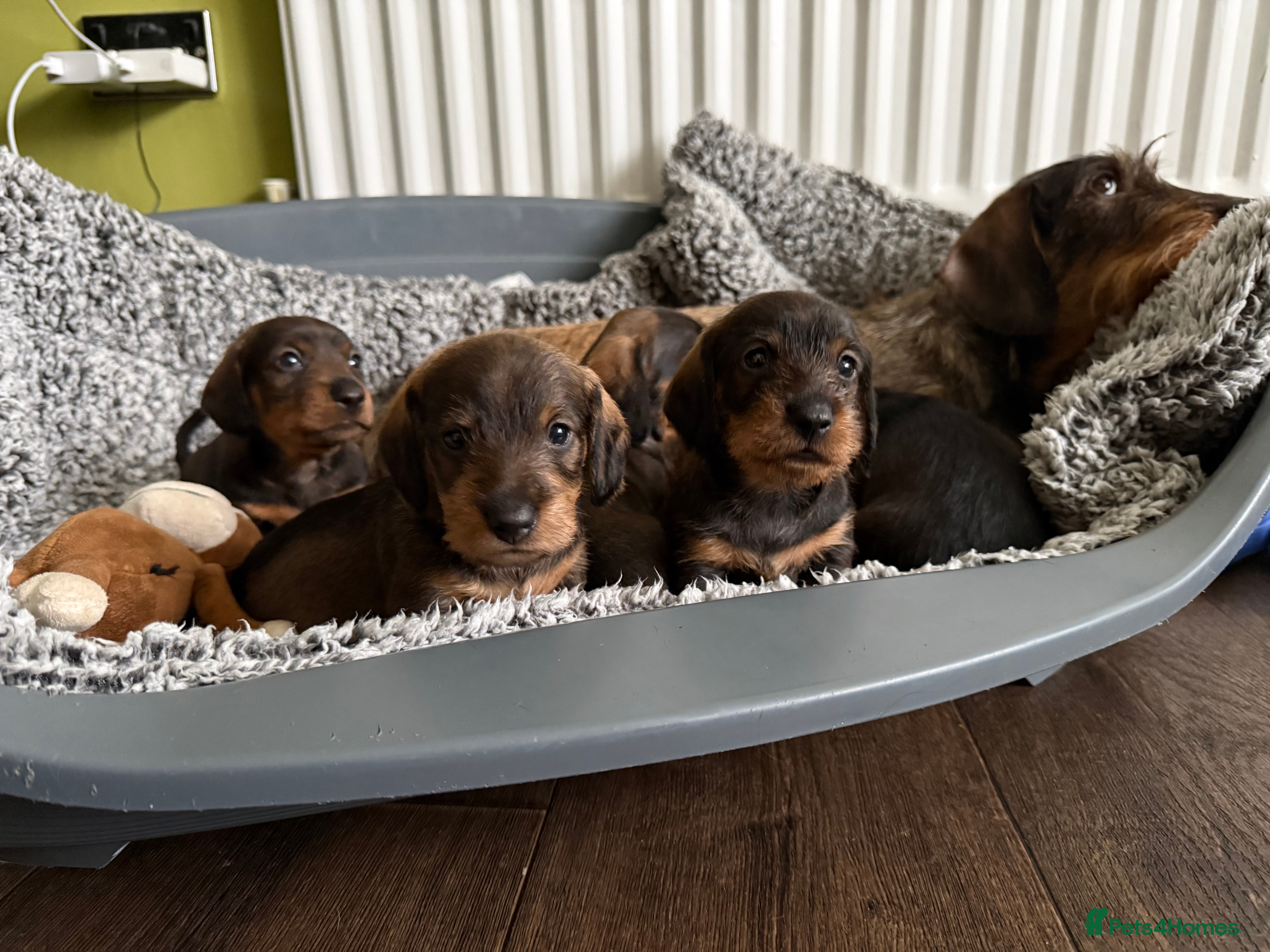 Dachshund dogs Standard Wire Haired Dachshund  - Advert 18