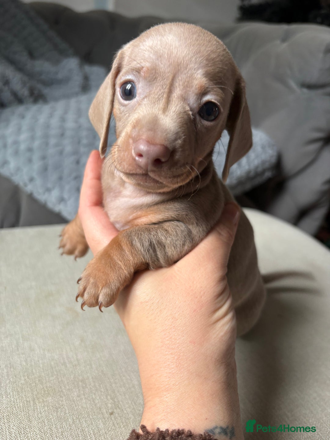 Miniature Dachshund dogs for sale: Miniature shorthaired dachshund pups - Advert 4