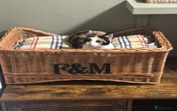 Domestic Shorthair cats for sale: Heartbreakingly a marriage breakup forces rehome - Image 6