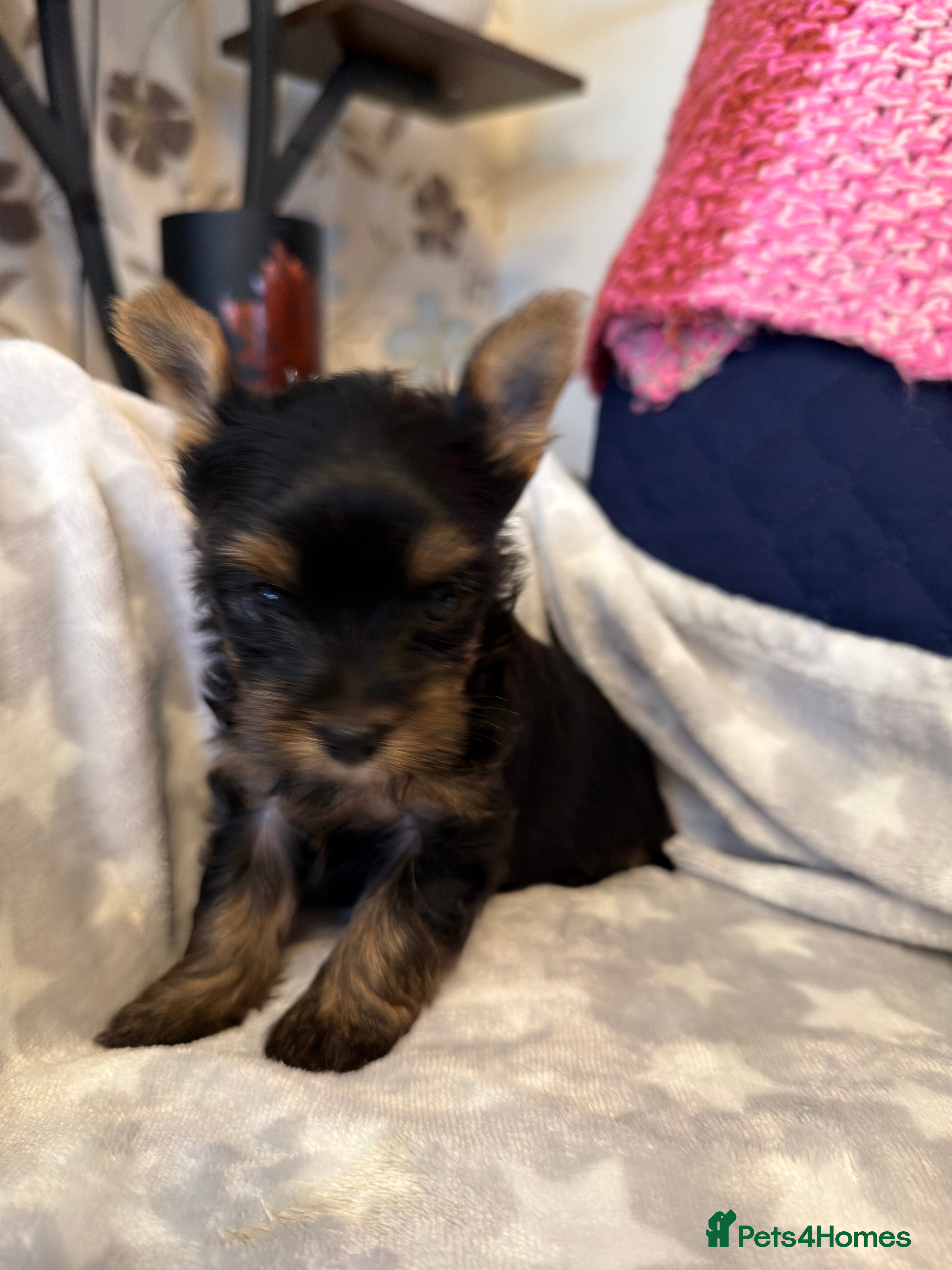 Yorkshire Terrier dogs For sale Tiny Yorkshire Terrier - Advert 8