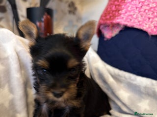 Yorkshire Terrier dogs For sale Tiny Yorkshire Terrier - Advert 5