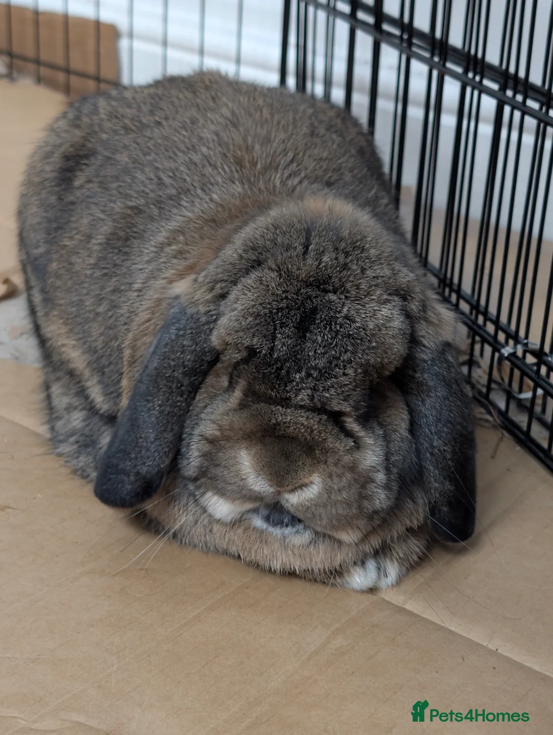 Mini Lop rabbits for sale: Grayson Mini Lop  - Advert 3