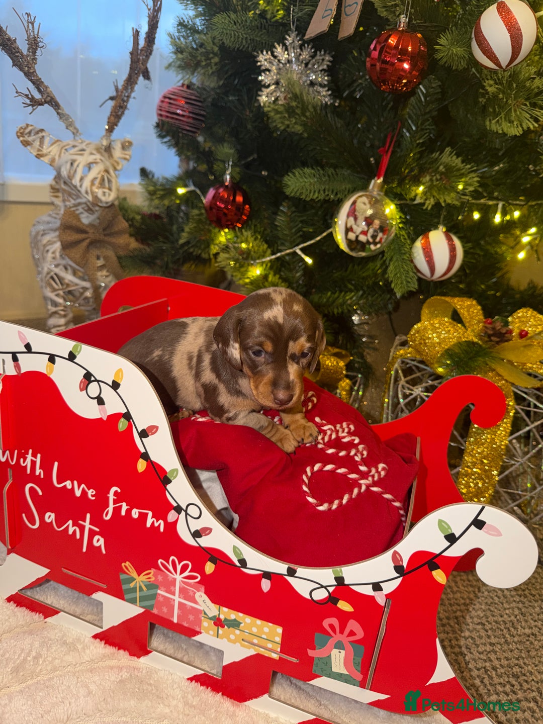 Miniature Dachshund dogs for sale: KC reg Miniature Dachshunds available 24thDecember - Advert 7