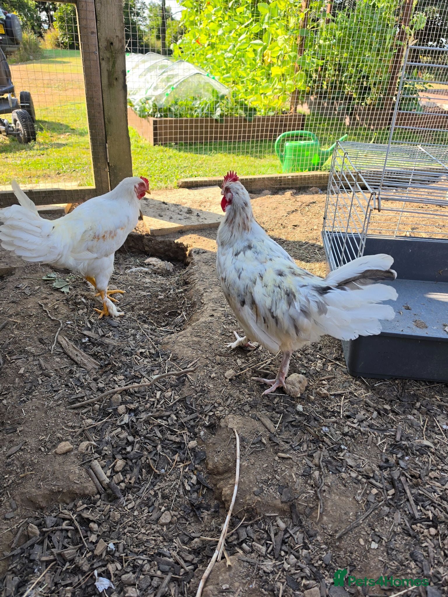 Chickens poultry Cockerels for Sale - Advert 2