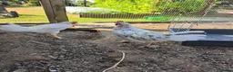Chickens poultry for sale: Cockerels for Sale - Advert 2