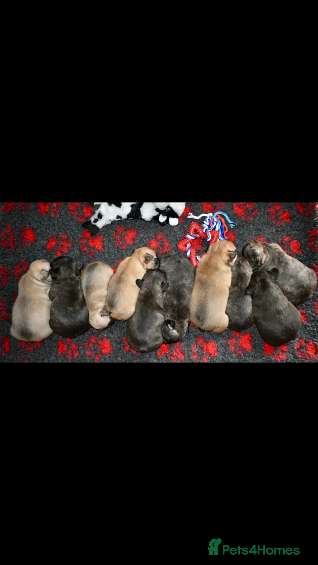 French Bulldog dogs for stud: Henri show winning red fawn stud  - Advert 25