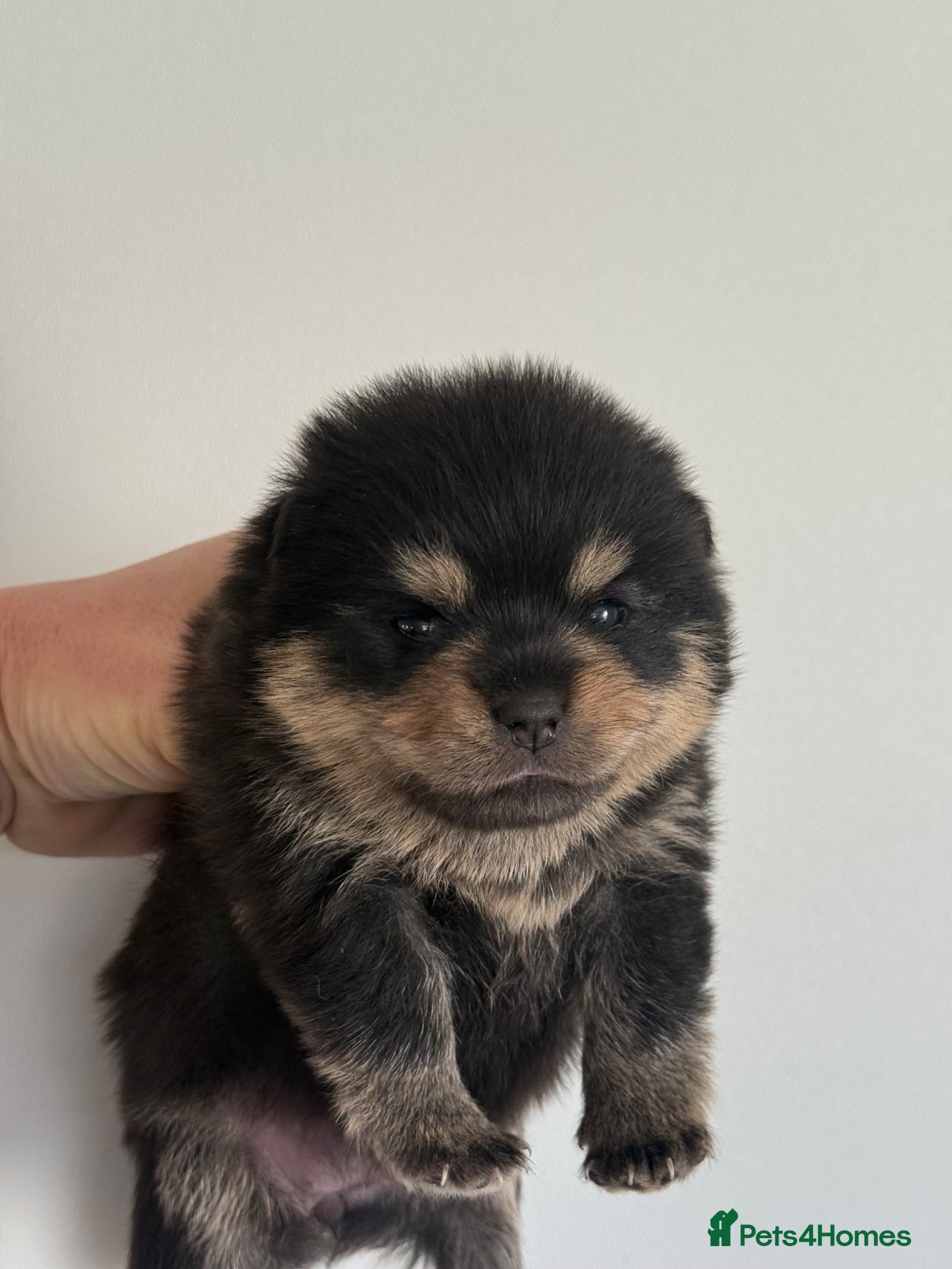 Pomsky dogs Stunning F1B Pomsky Girls - Advert 2