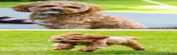 Cavapoo dogs for sale: Outstanding quality, F1b Cavapoo babies - Advert 31
