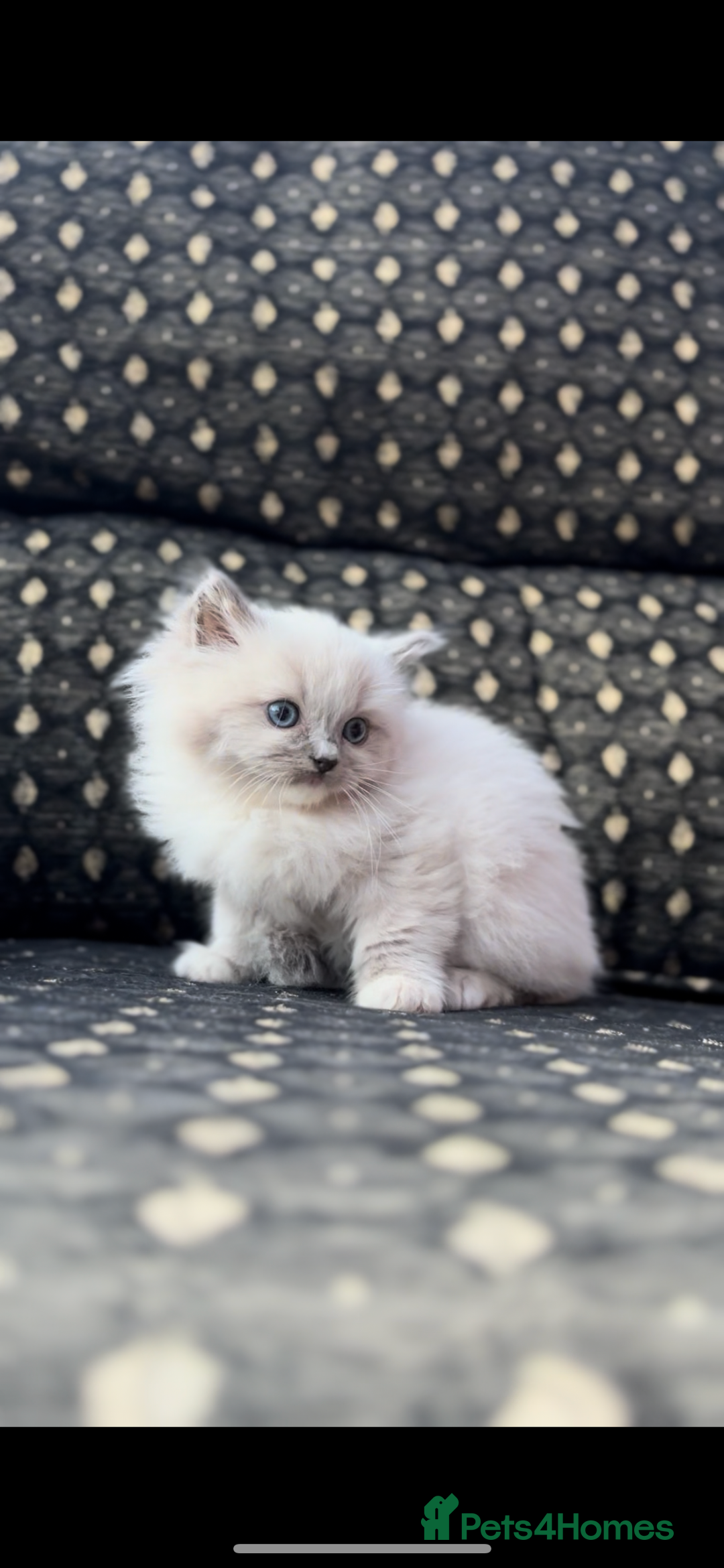 Ragdoll cats for sale: 🌟TICA🌟Champion Ragdoll🏆🏆🏆 - Advert 16