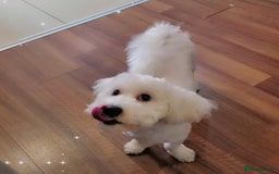 Maltipoo dogs for sale: Cookie - Image 3