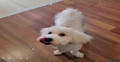 Maltipoo dogs - Advert 1