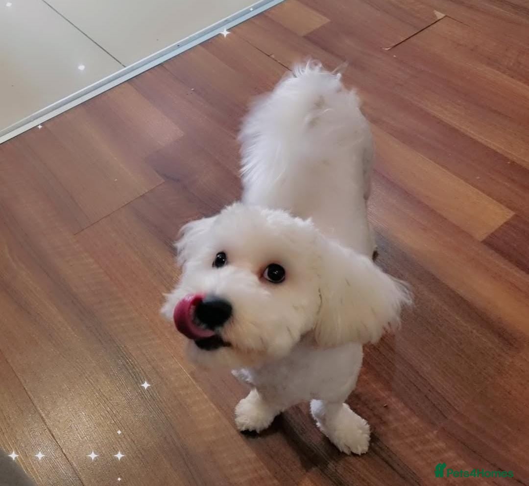 Maltipoo dogs for sale: Cookie - Image 3