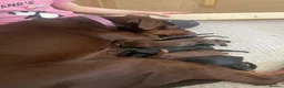Dobermann dogs for sale: Beautiful Full Doberman Puppies–Ready from 8 Weeks in Horsham - Advert 6