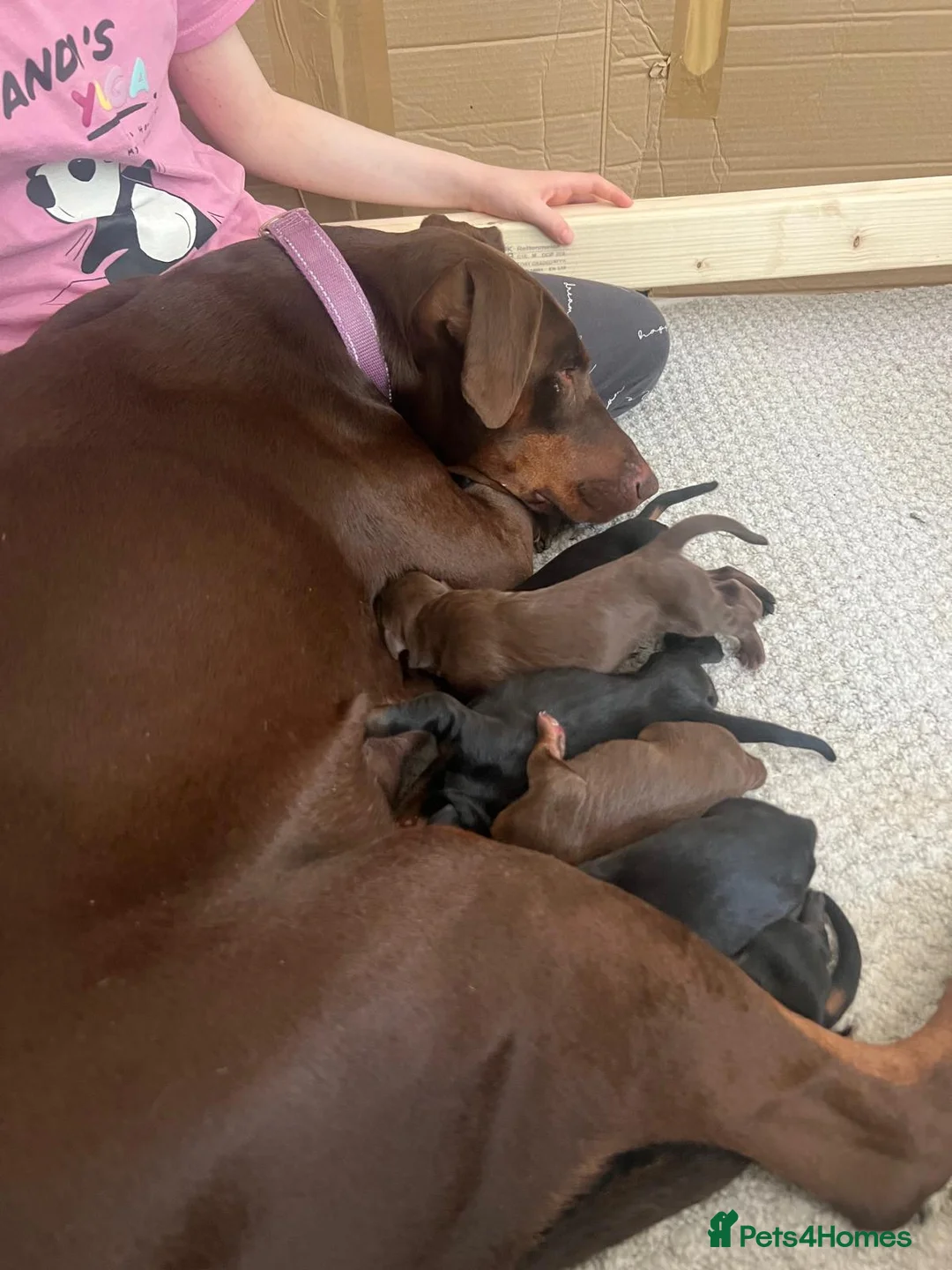 Dobermann dogs for sale: Beautiful Full Doberman Puppies–Ready from 8 Weeks in Horsham - Advert 6