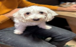 Bichon Frise dogs for adoption: Meet PACO - a Lovely little boy, for a Loving Home - Image 9