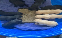 Labrador Retriever dogs for sale: Labrador pups for Sale in Hull - Image 2
