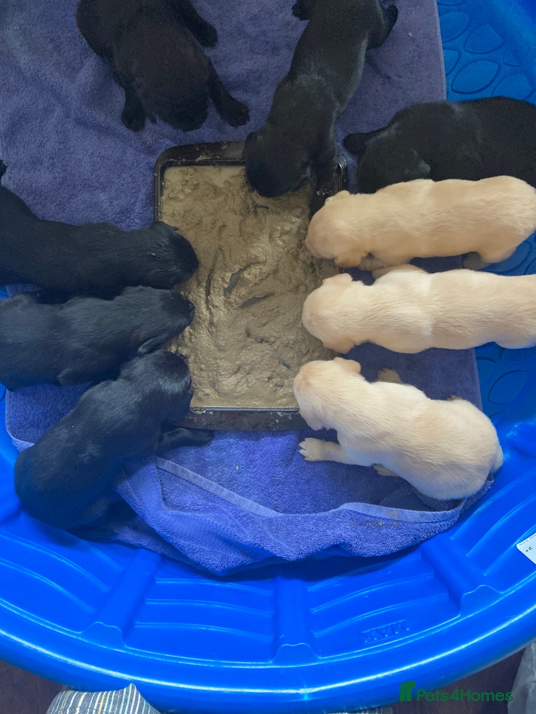 Labrador Retriever dogs for sale: Labrador pups for Sale in Hull - Image 2