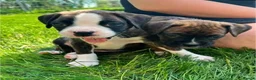 Boxer dogs for sale: Exceptional Boxer in Southampton - Advert 4