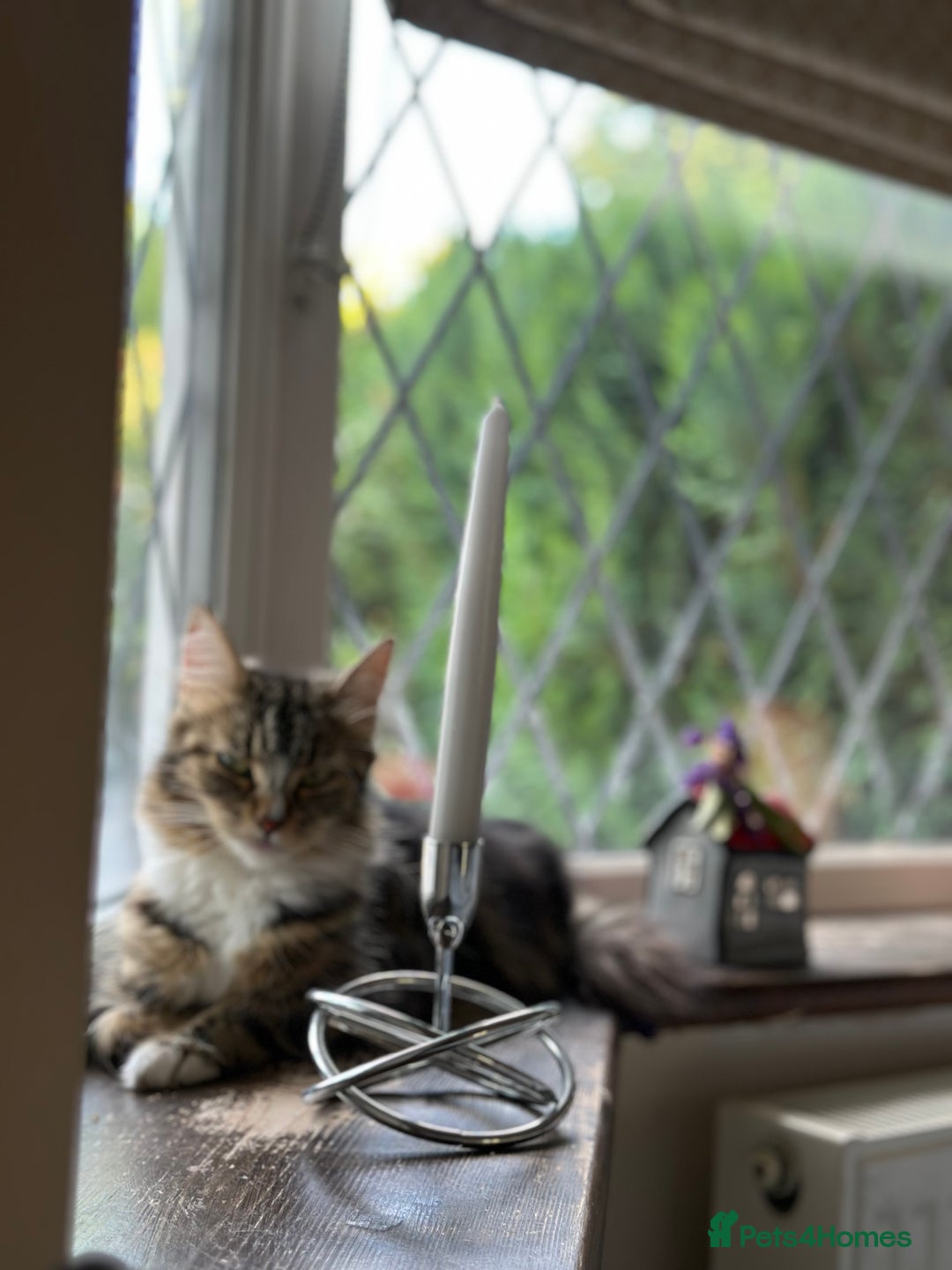 Maine Coon cats for sale: Female  shadow  - Image 7