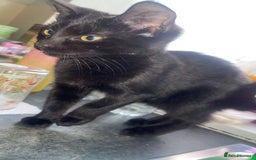 British Shorthair cats for sale: 2 black male kittens  - Image 3