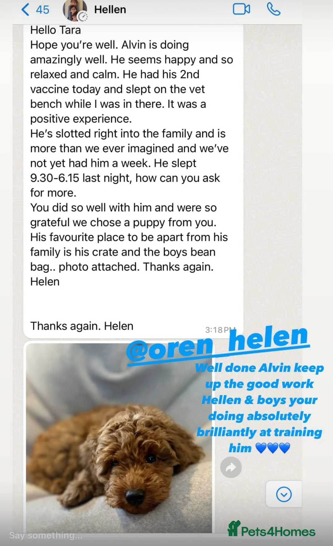 Cavapoo dogs for sale: Superior yankiedoodle American Cockerpoos🇺🇸f1b - Advert 25