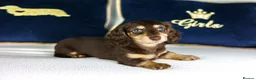 Miniature Dachshund dogs for sale: 2 Longhair chocolate and cream female’s  - Advert 4