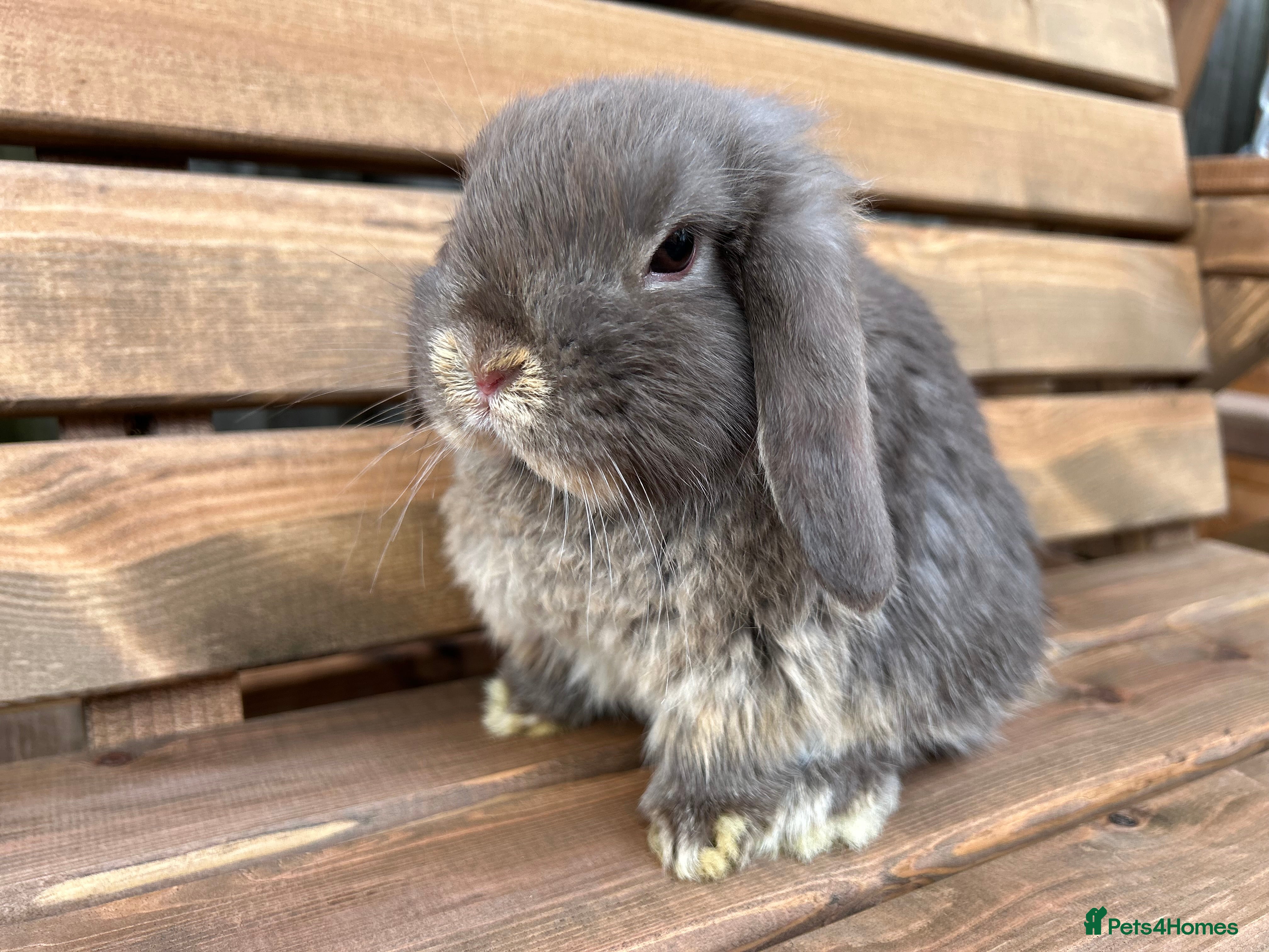 Mini Lop rabbits 🐰Chocolate fox mini lop 🐰 - Advert 15