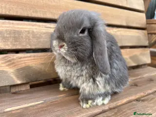 Mini Lop rabbits 🐰Chocolate fox mini lop 🐰 - Advert 15