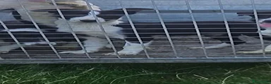 Border Collie 1