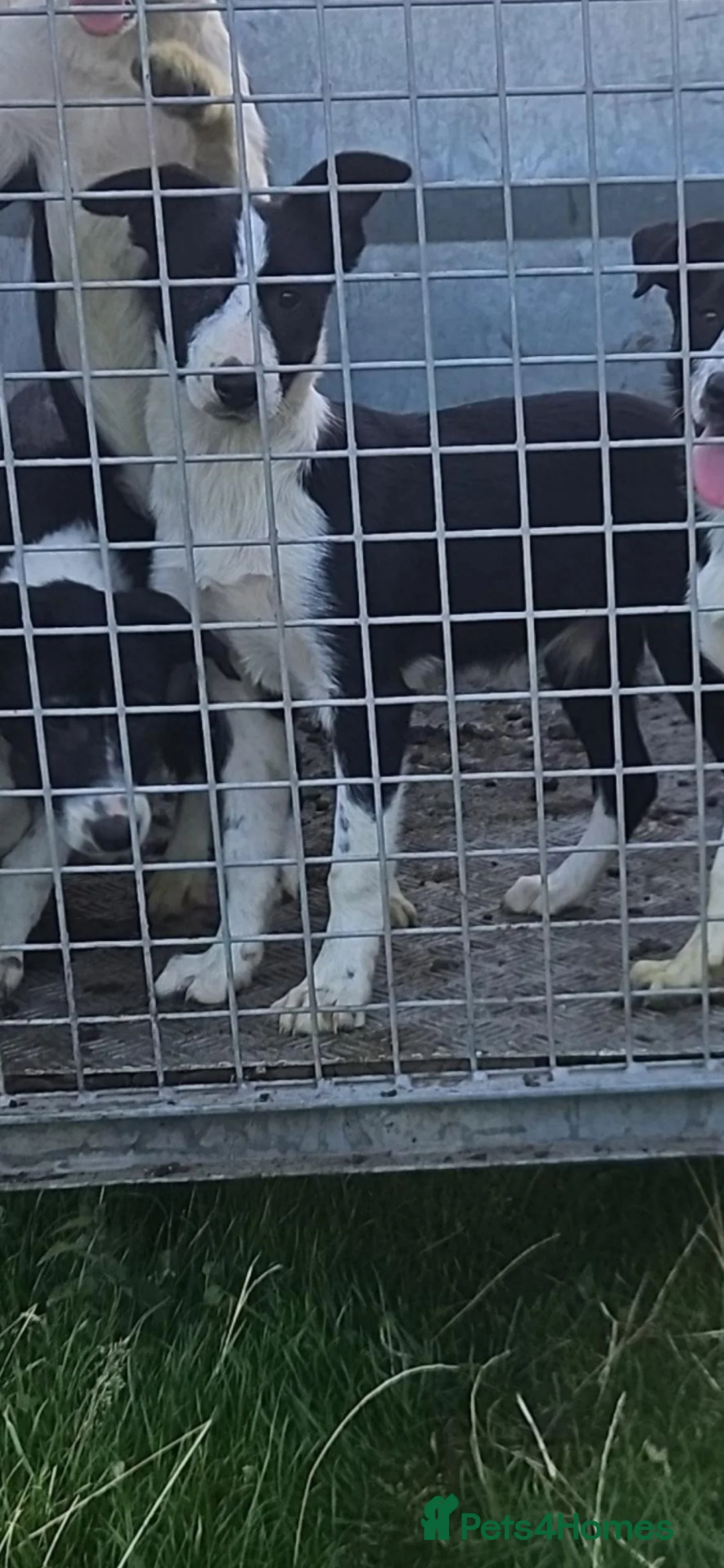 Border Collie dogs for sale: Border collie in Perth - Advert 2