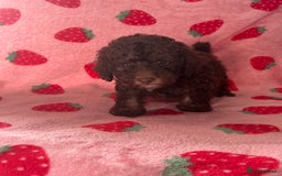 Toy Poodle dogs for sale: *Price reduced *last 2 Kc reg toy poodle pups  - Image 11