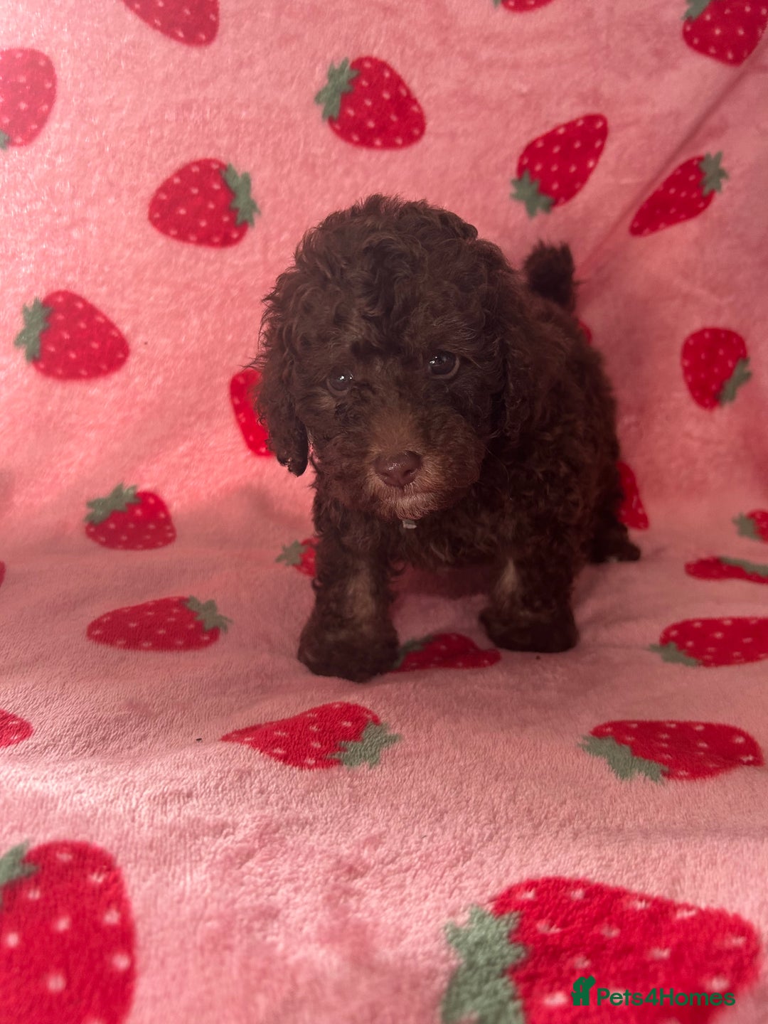 Toy Poodle dogs for sale: *Price reduced *last 2 Kc reg toy poodle pups  - Image 11
