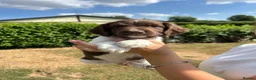 English Springer Spaniel dogs for sale: KC Working Springer Springer Puppies - Advert 12