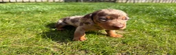 Miniature Dachshund dogs for sale: KC Registered Miniature Dachshund Puppies - Advert 7