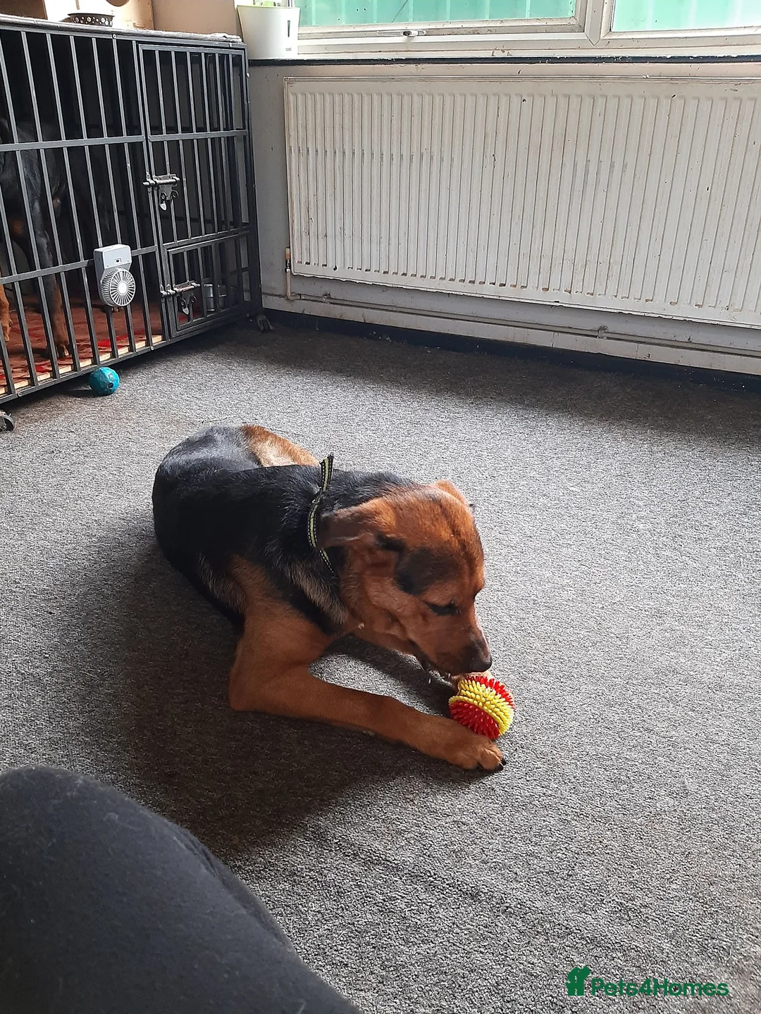 Mixed Breed dogs for sale: Narla  in Droitwich - Advert 2