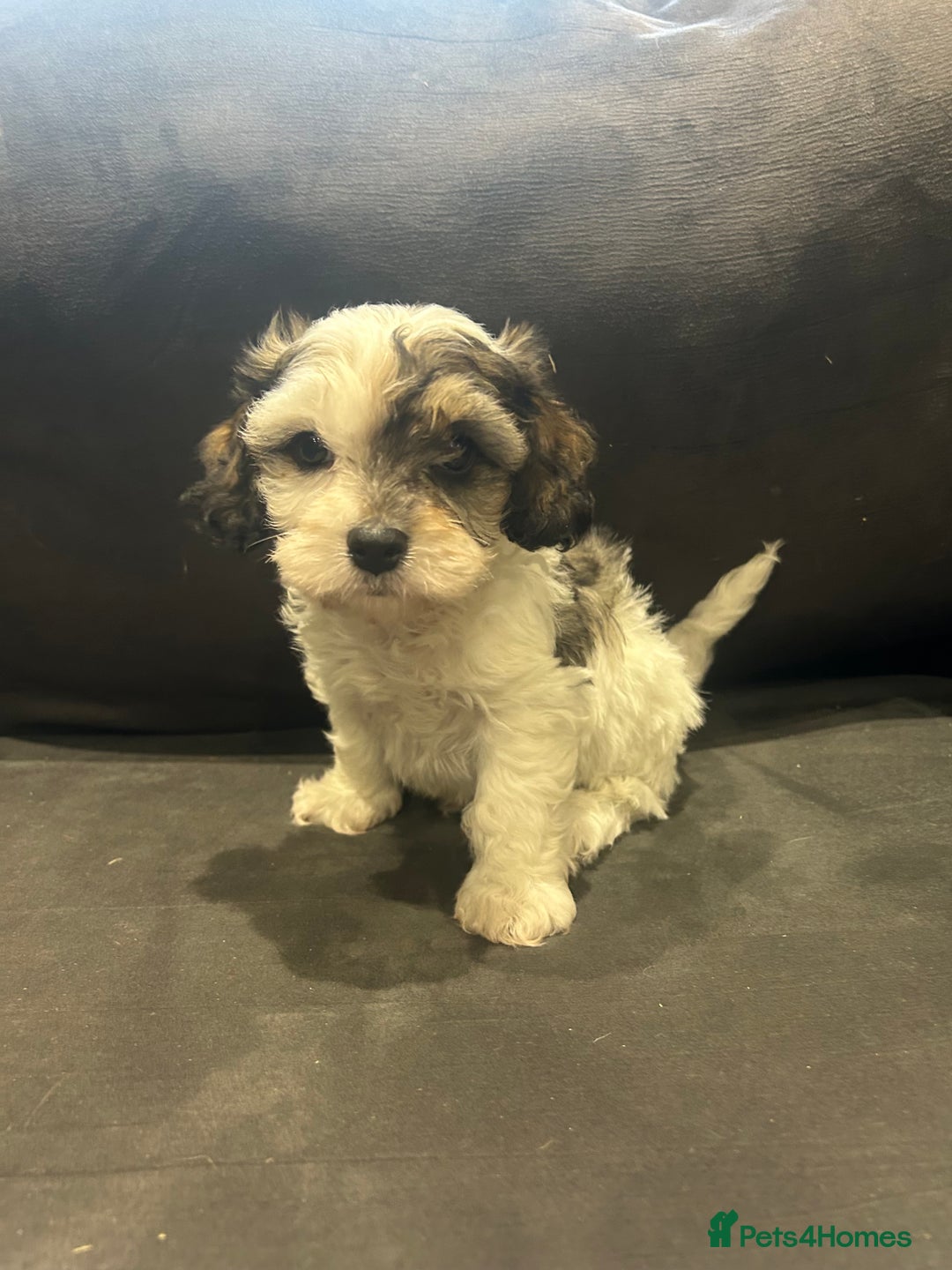 Cavachon dogs for sale: Gorgeous F1 Cavachon puppies - Image 5