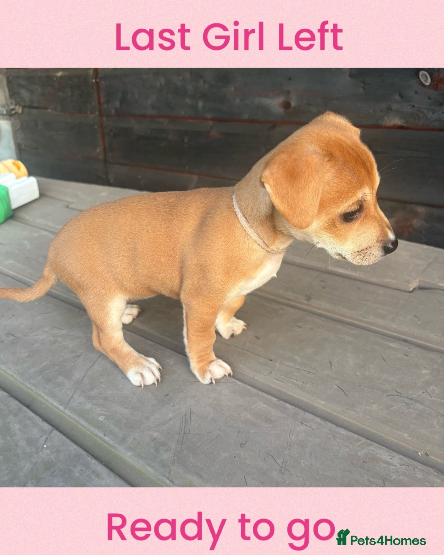 Jack Russell dogs 🐶 Beautiful 10-Week-Old Female Jack Russel Puppy - Advert 2